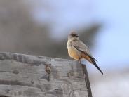 Say's Phoebe