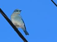 Mountain Bluebird
