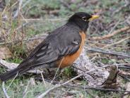 American Robin