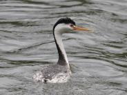 Clark's Grebe